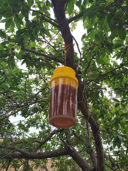 Trampa de botella para moscas de la fruta colgante de plástico para exteriores, receptor de Control de moscas para jardín